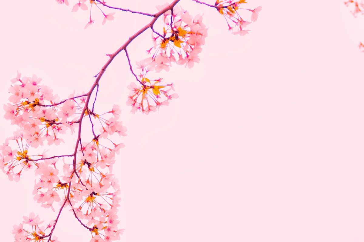 BlossomMD Medical Spa & Wellness, med spa and aesthetic clinic in Pleasanton