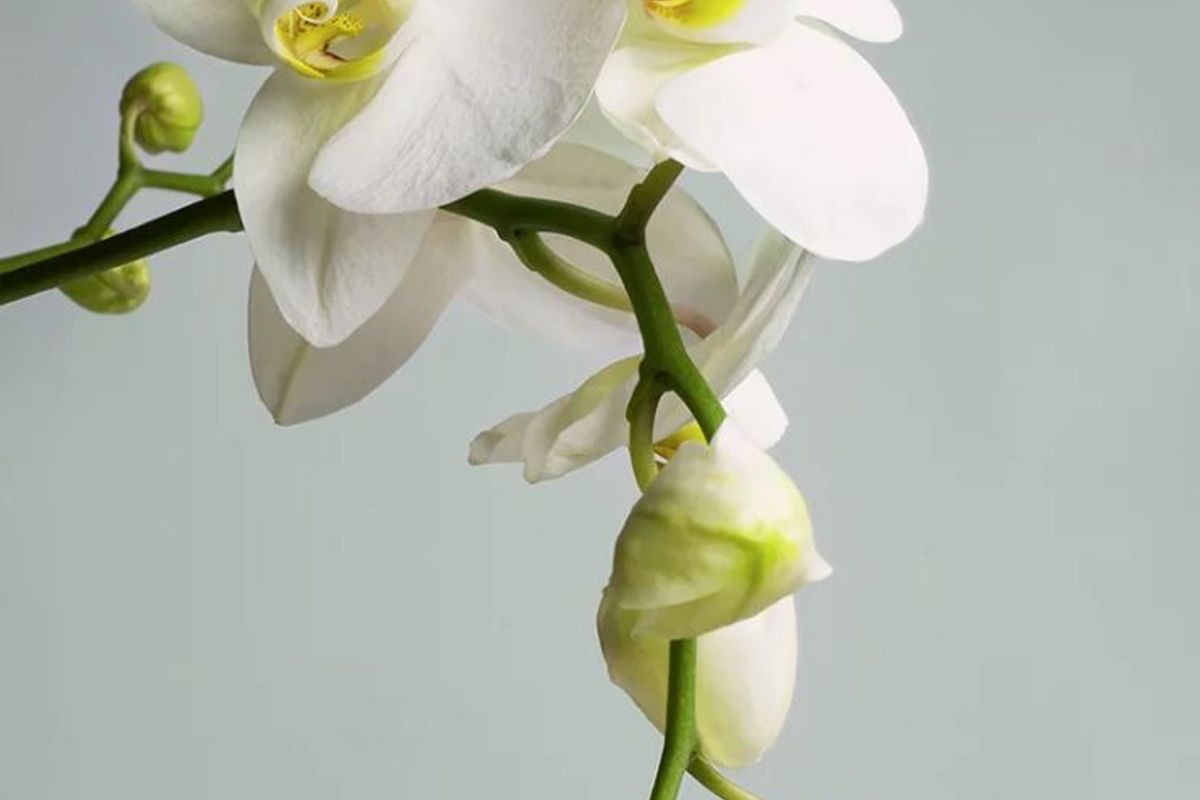 Diamond Laser Center Med Spa — Richmond
