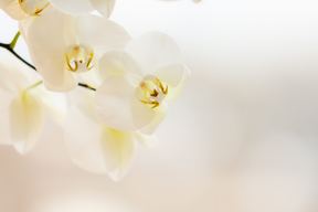 Dermatology, Laser, & Vein Specialists of the Carolinas in Charlotte